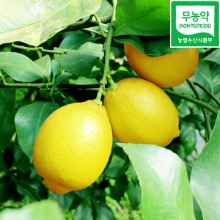 제주 무농약 레몬 / 친환경 레몬